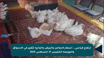 ارتفاع قياسي.. أسعار الدواجن والبيض والبانية تتغير في الأسواق والبورصة الخميس 21 أغسطس 2025